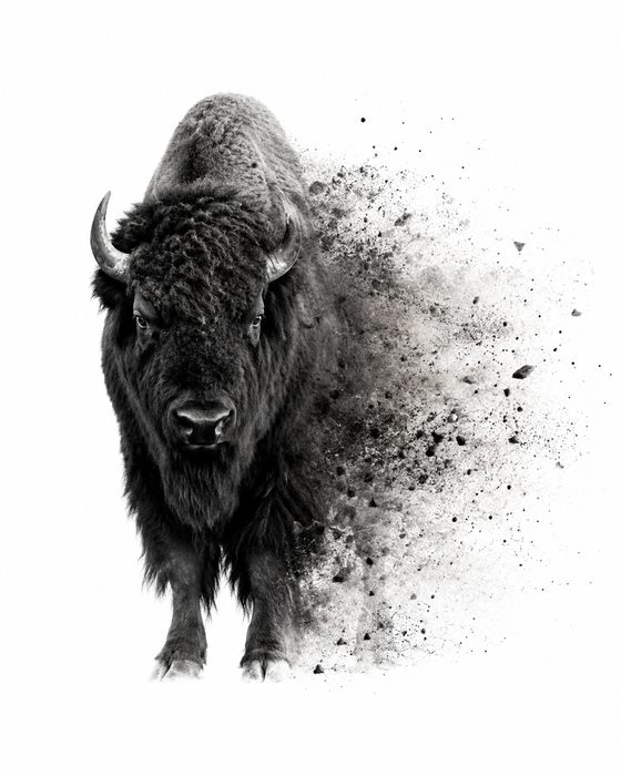 BISON