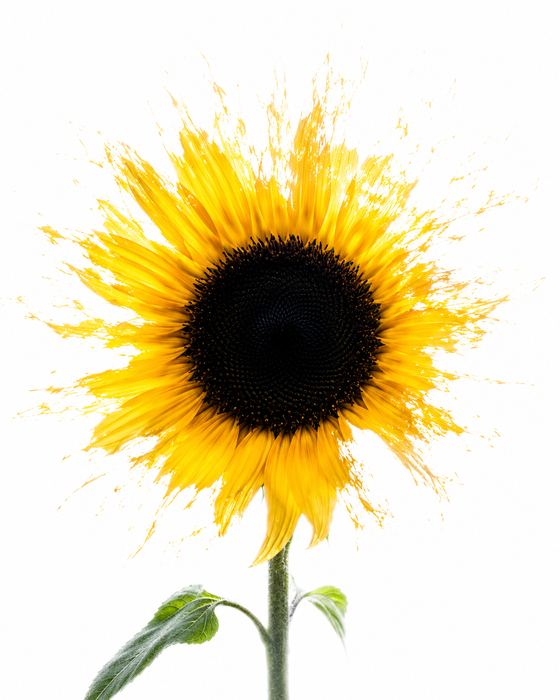 Das Auge der Natur