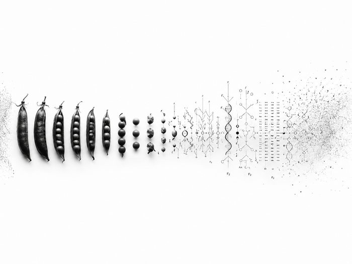 Der Code der Vererbung