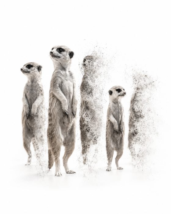 ERDMÄNNCHEN