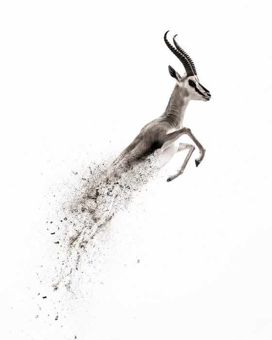 GAZELLE