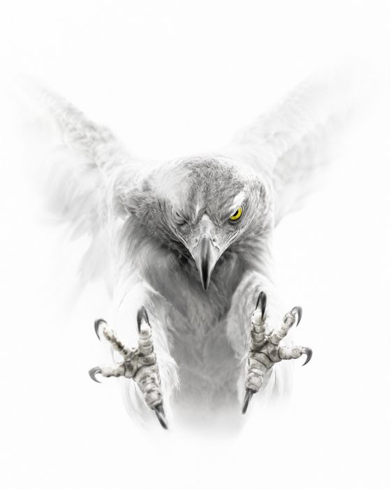 Raubvogel im dramatischen Angriff