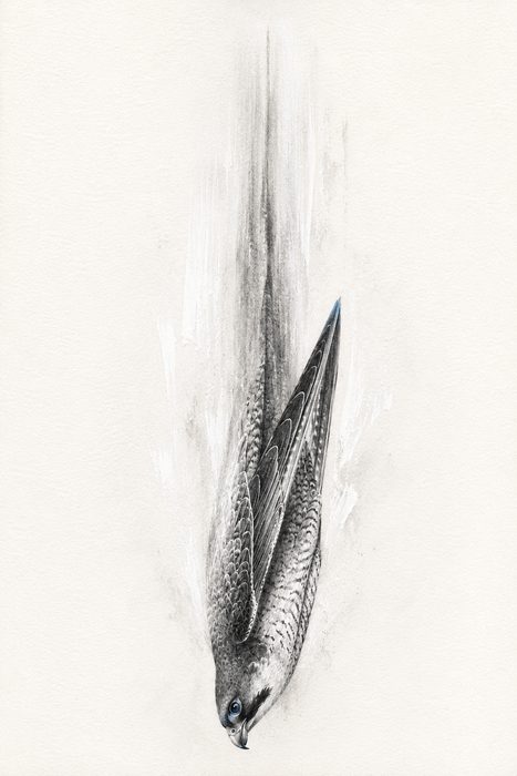 Falke